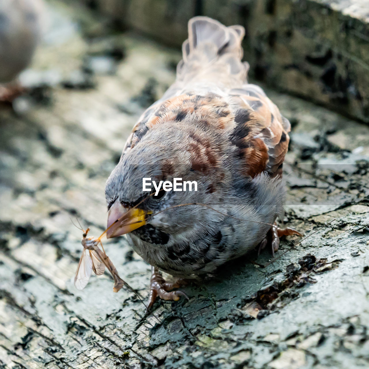 CLOSE-UP OF BIRD PERCHING ON GROUND