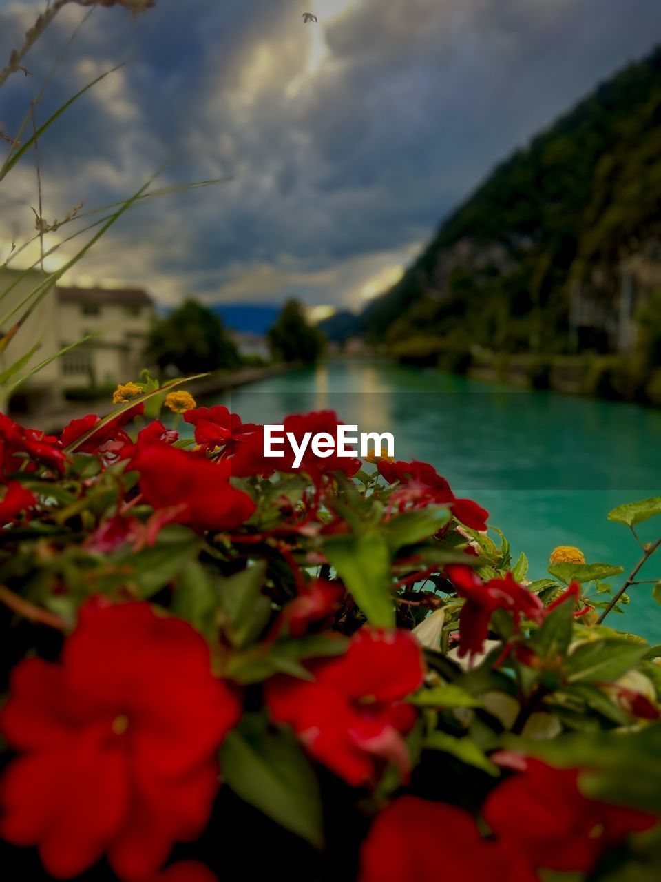 plant, nature, beauty in nature, flower, flowering plant, red, cloud, water, sky, freshness, no people, leaf, autumn, scenics - nature, close-up, selective focus, outdoors, mountain, growth, fragility, tranquility, day, lake, land, travel destinations, plant part