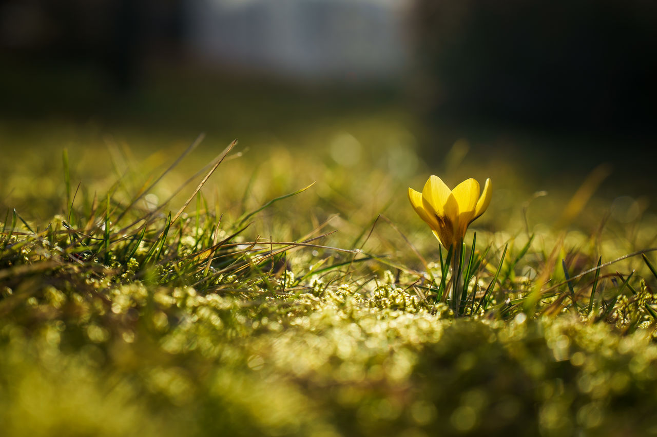 Close-up of yellow flowering crocus flower on field