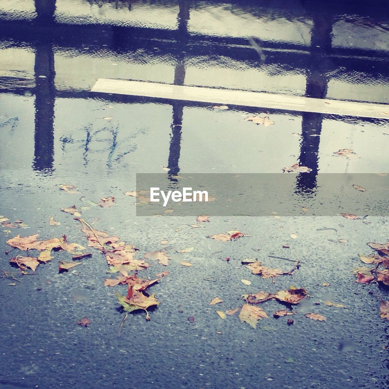 High angle view of fallen maple leaves and puddle on street