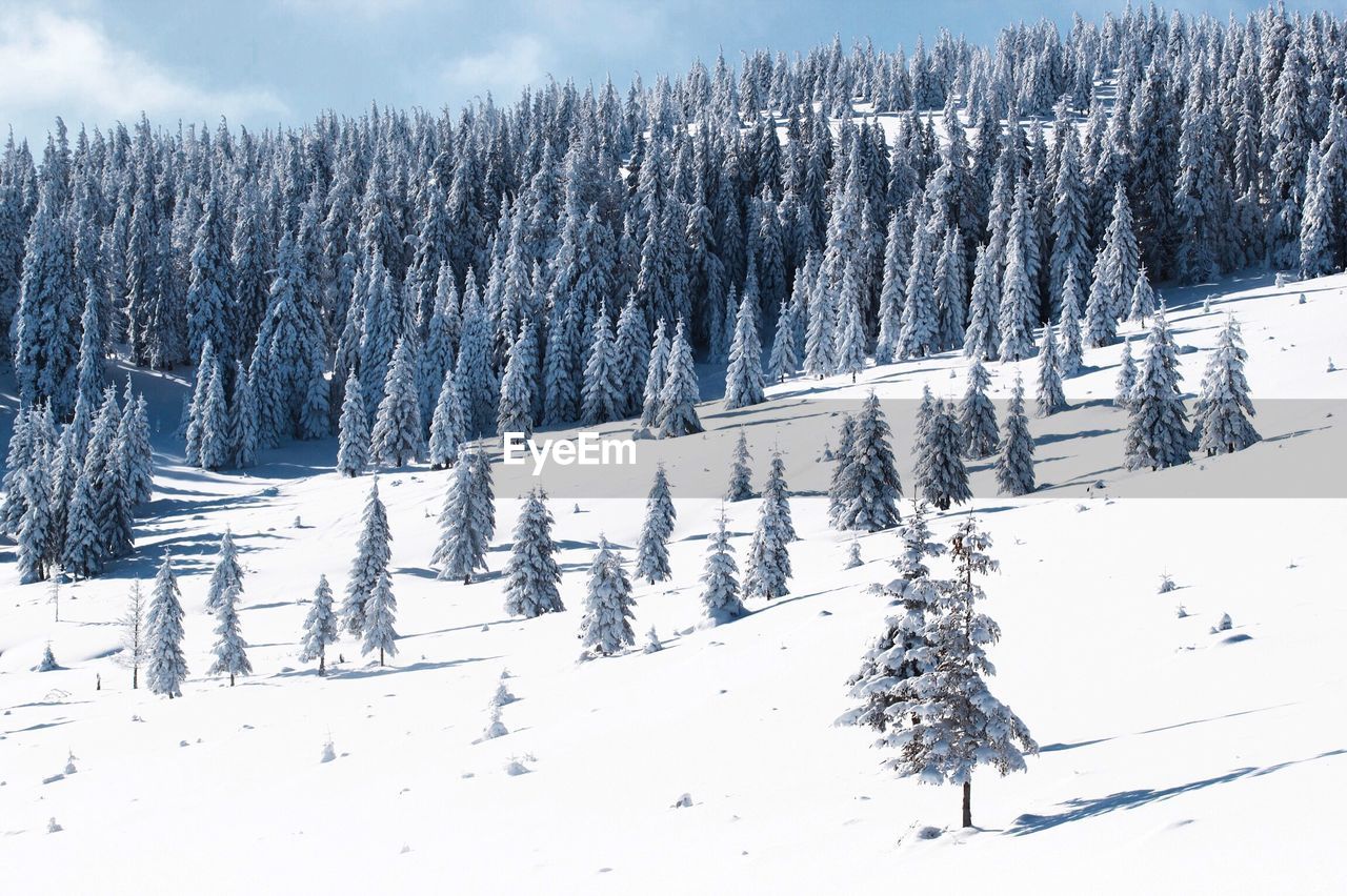 PANORAMIC VIEW OF PINE TREES IN SNOW