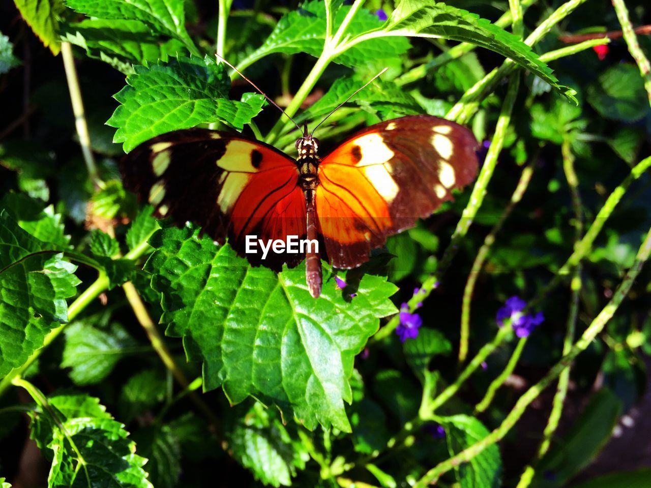 Close-up of butterfly on flower