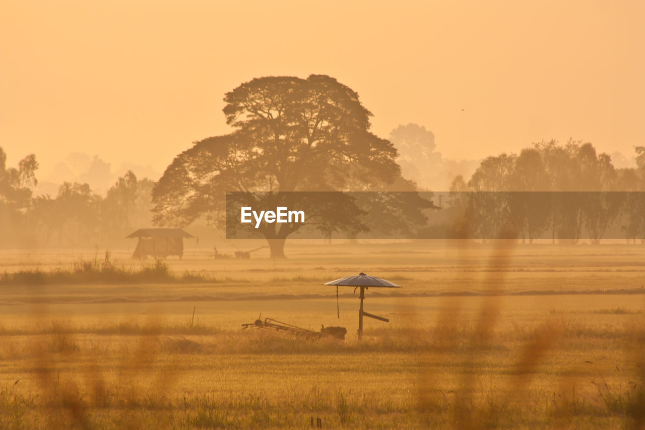 Trees on field against sky during sunset