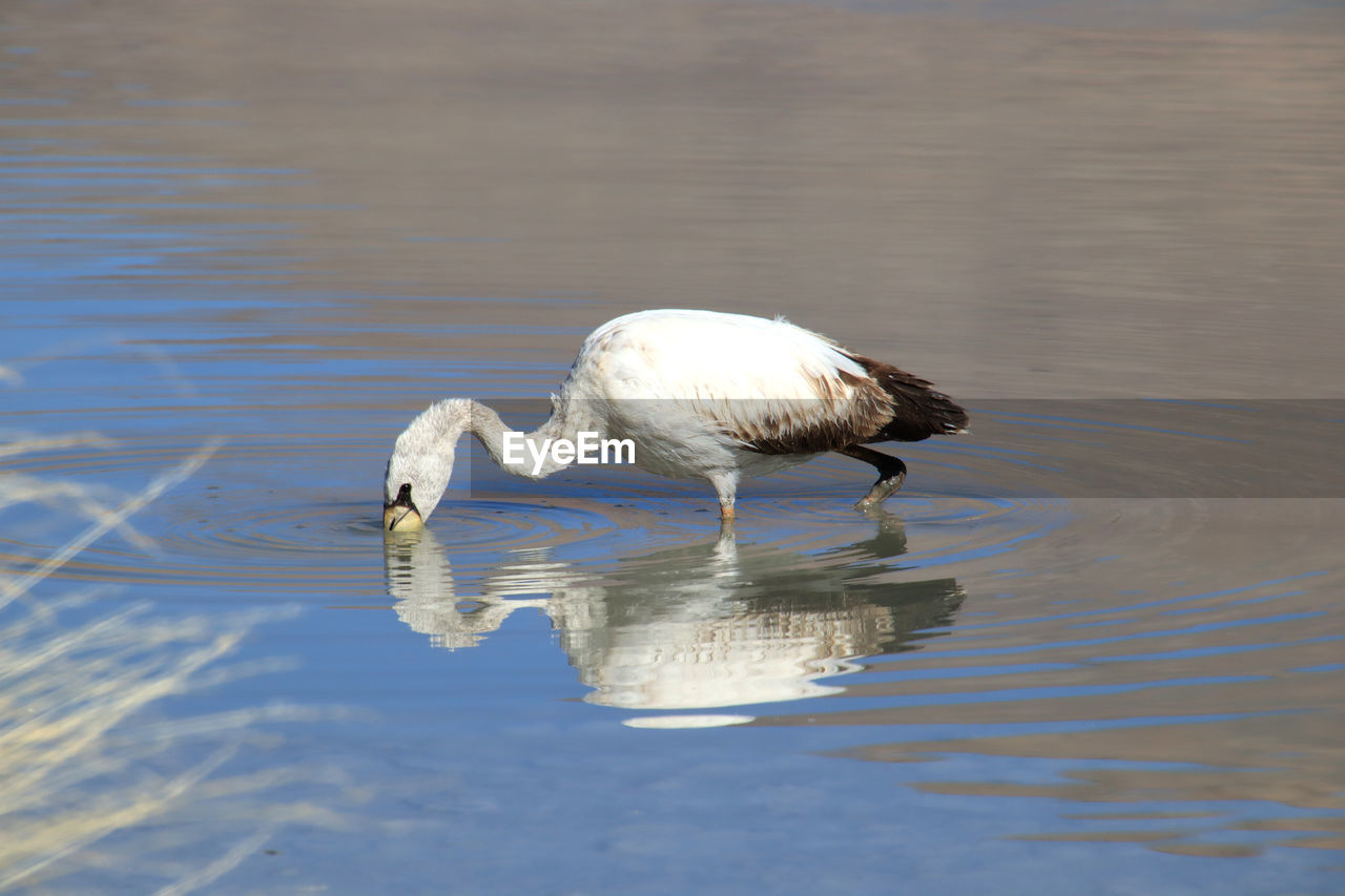 Bird in a lake