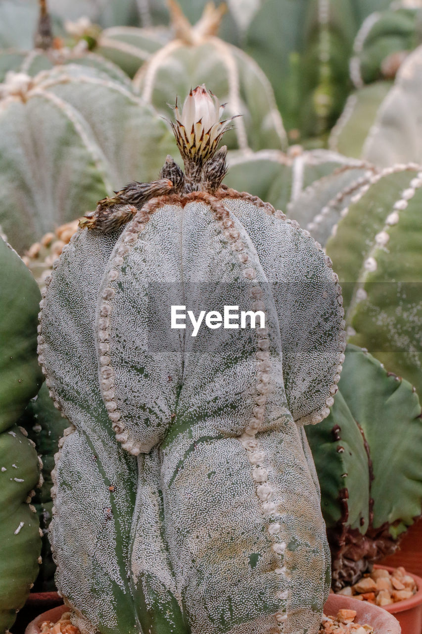 CLOSE-UP OF WILD SUCCULENT PLANT