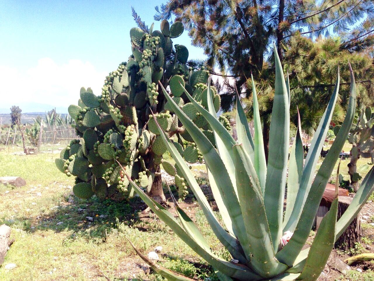 View of agave