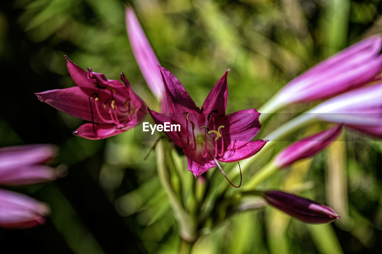 CLOSE-UP OF PINK FLOWERS