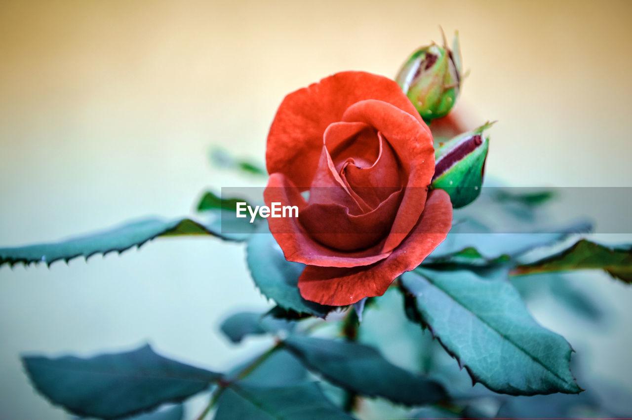 Close-up of rose plant