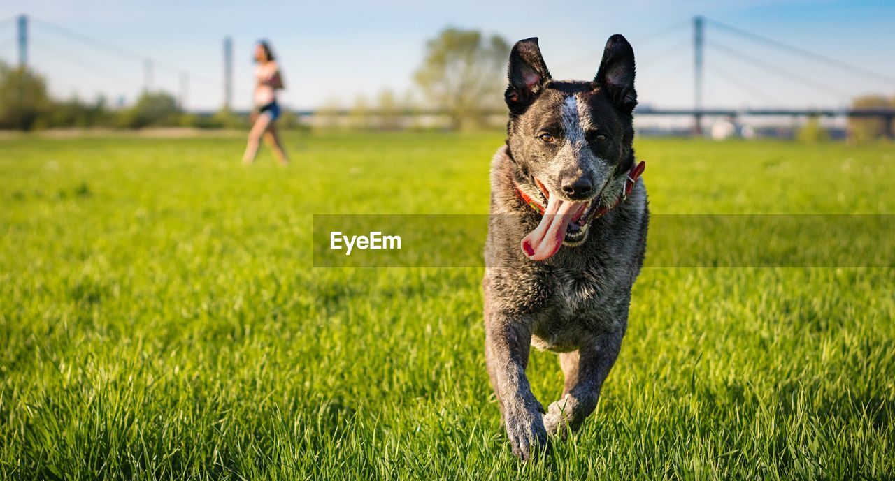 Dog running on field