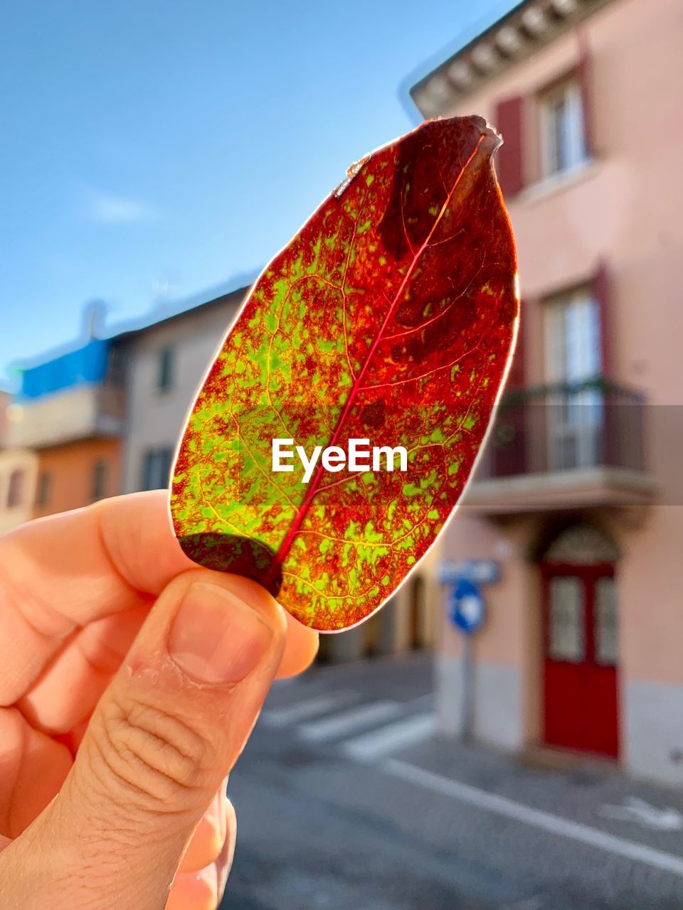 Close-up of person holding maple leaf