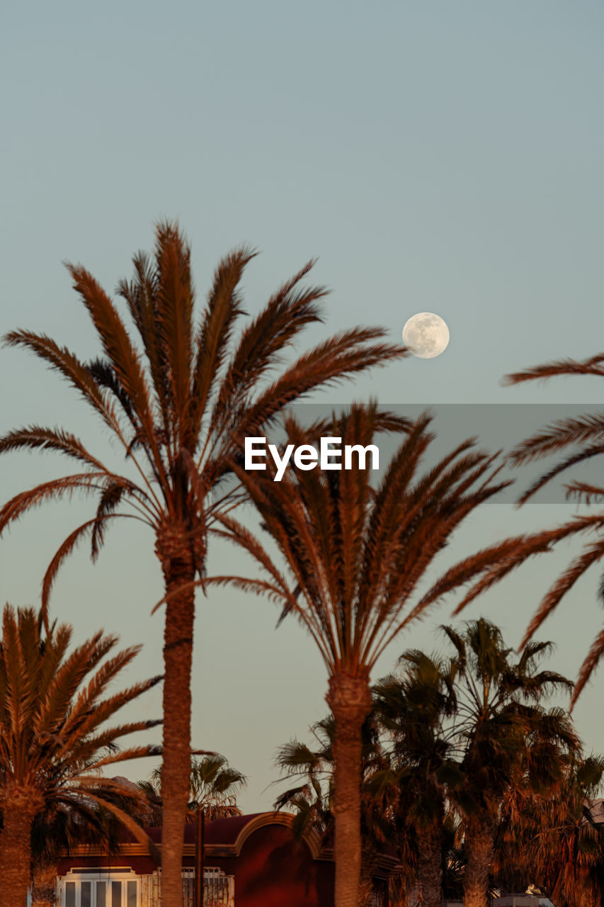 LOW ANGLE VIEW OF PALM TREE AGAINST SKY