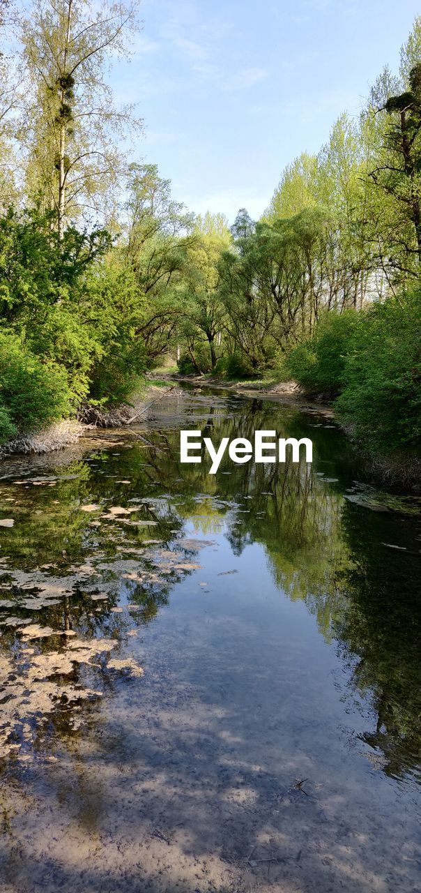 SCENIC VIEW OF LAKE IN FOREST