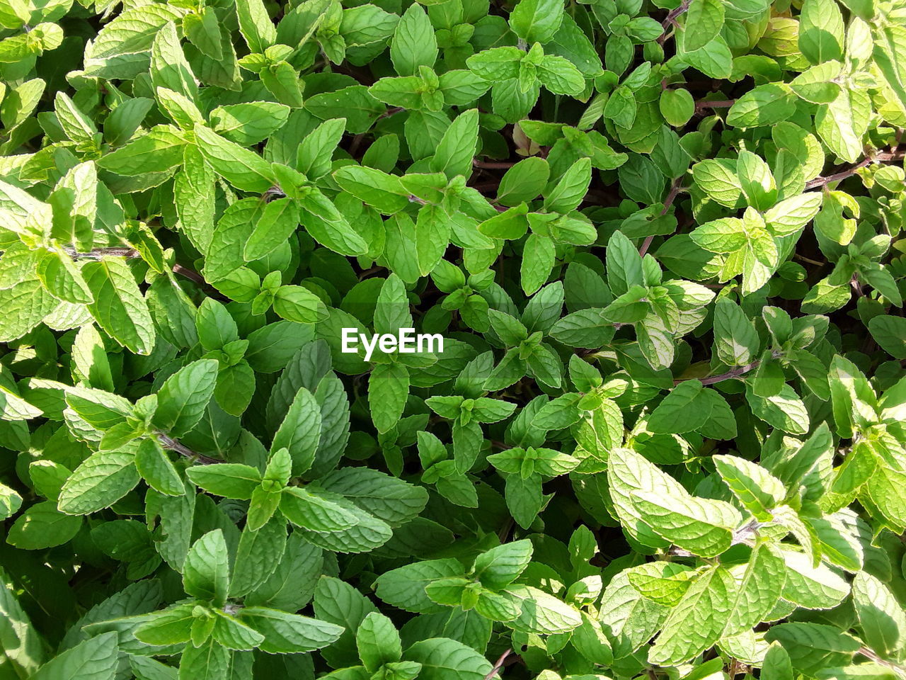 Full frame shot of peppermint plants growing on field