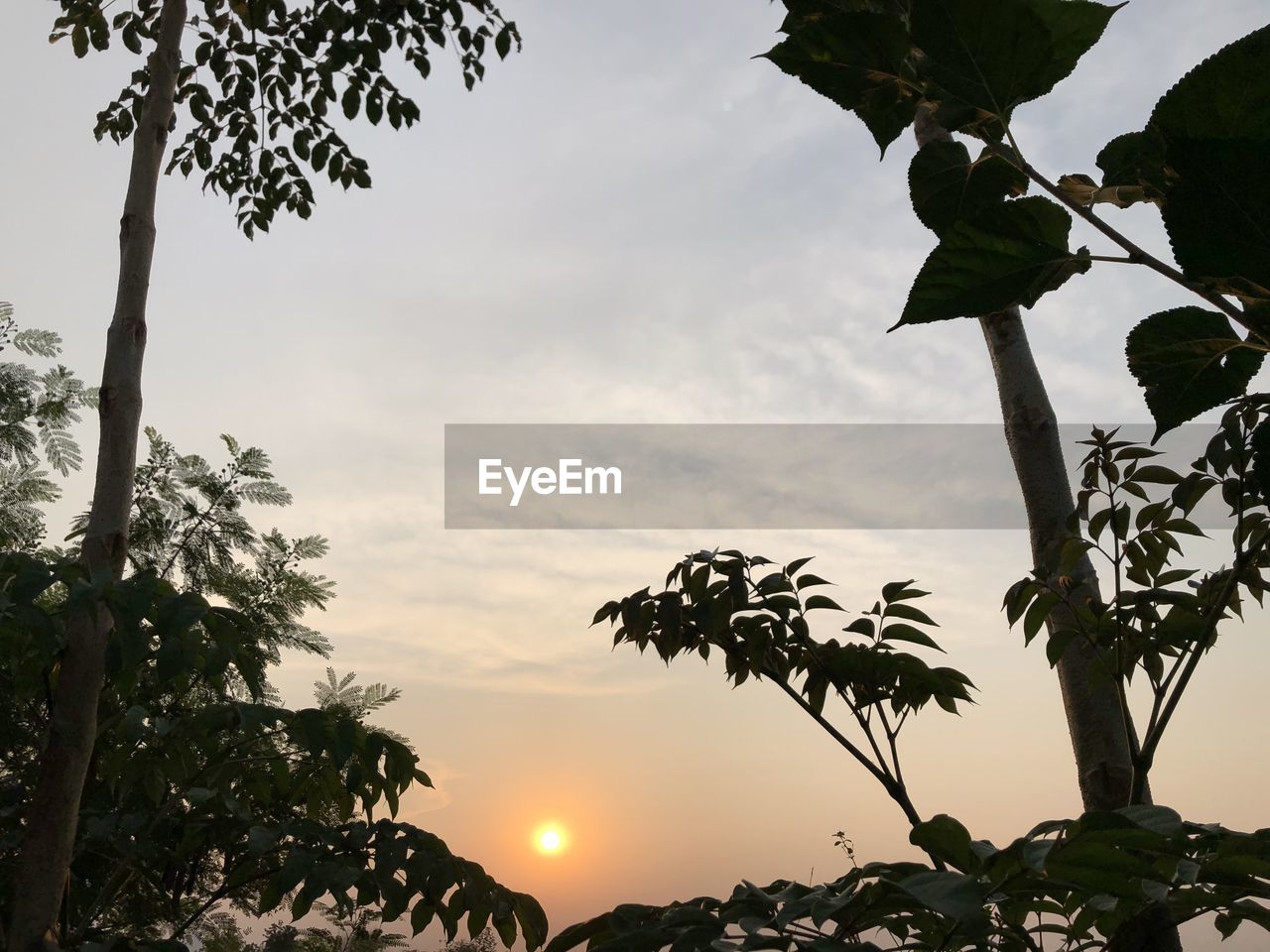 Low angle view of silhouette trees against sky during sunset