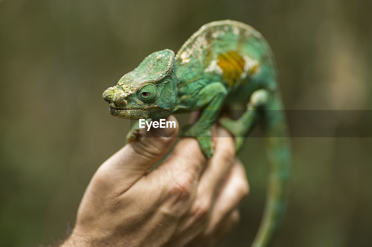 CLOSE-UP OF HUMAN HAND HOLDING A LIZARD