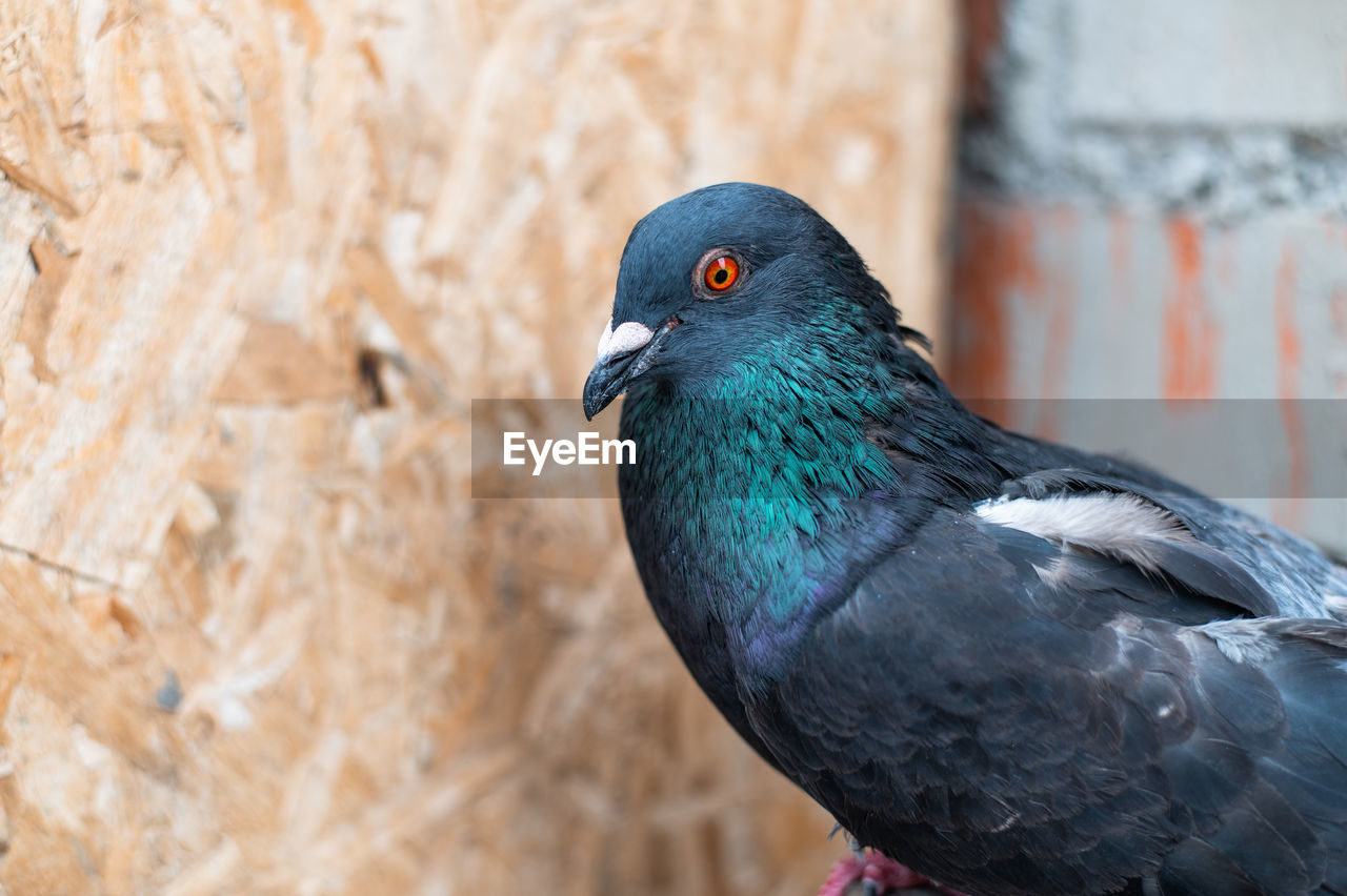 CLOSE-UP OF BIRD PERCHING