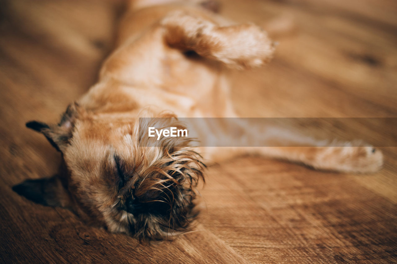 VIEW OF A DOG SLEEPING ON WOODEN FLOOR