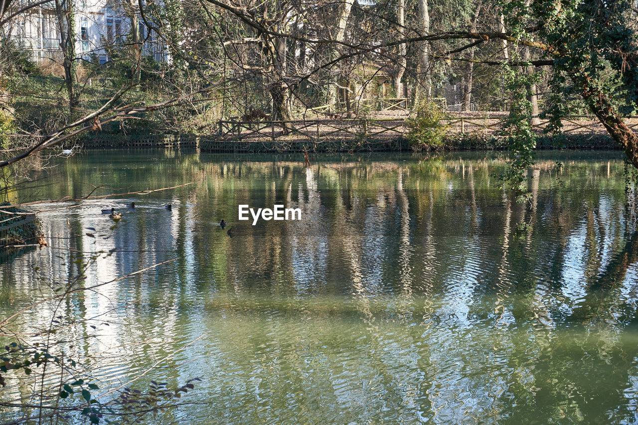 REFLECTION OF TREES IN LAKE