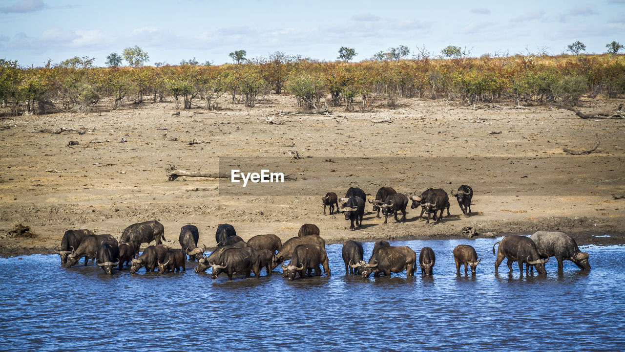 FLOCK OF SHEEP IN THE WATER