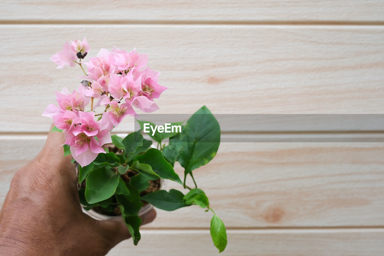 cropped hand of woman holding flower