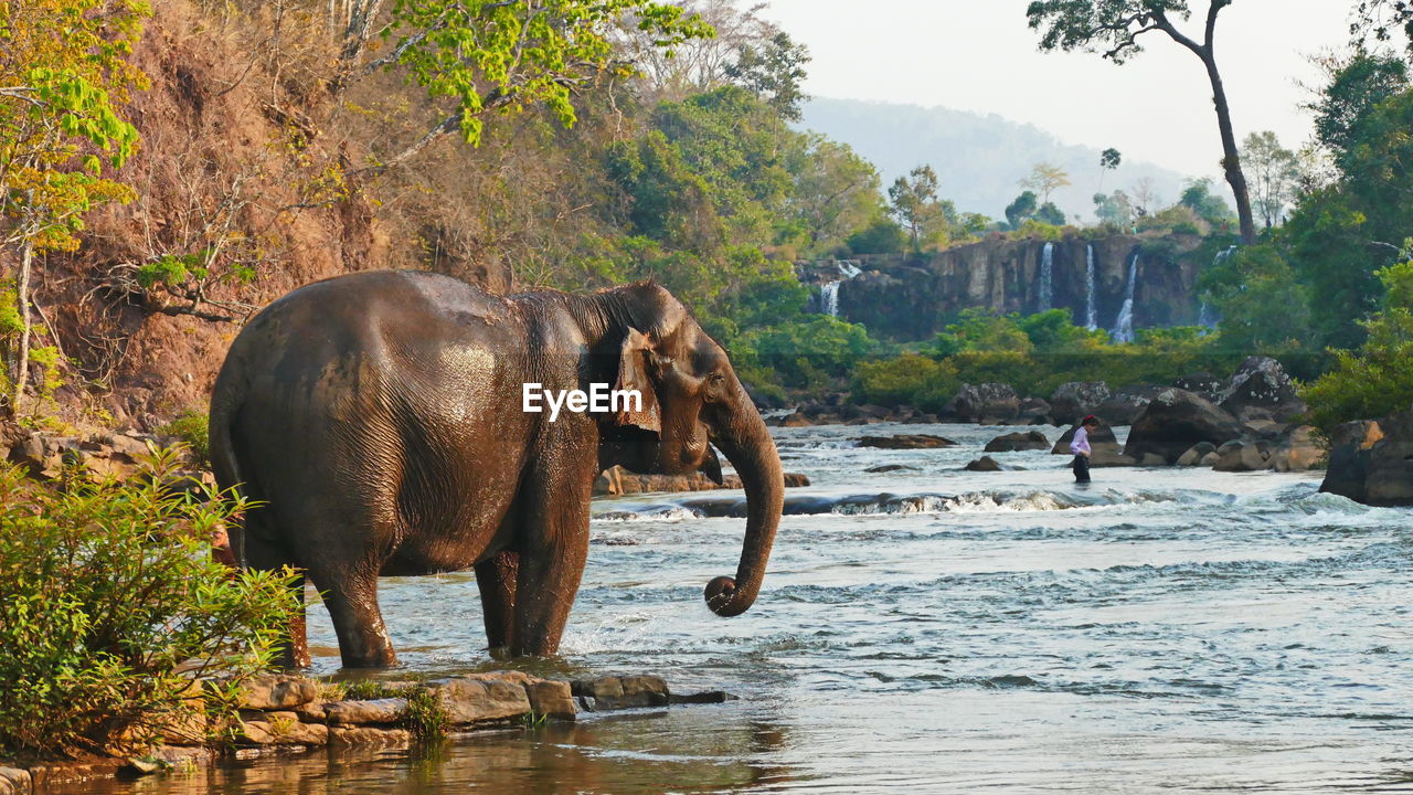 ELEPHANT IN THE RIVER