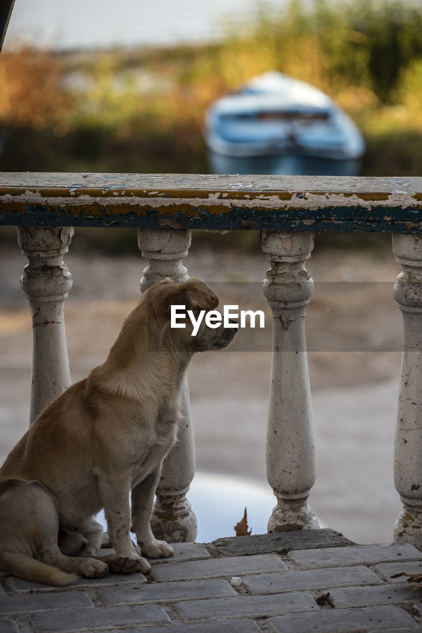 Side view of looking away while sitting by balustrade on floor