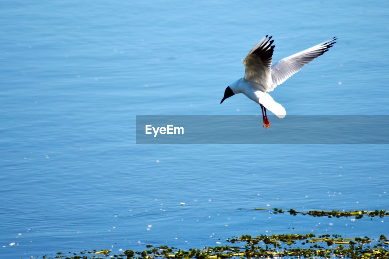 BIRDS FLYING OVER SEA