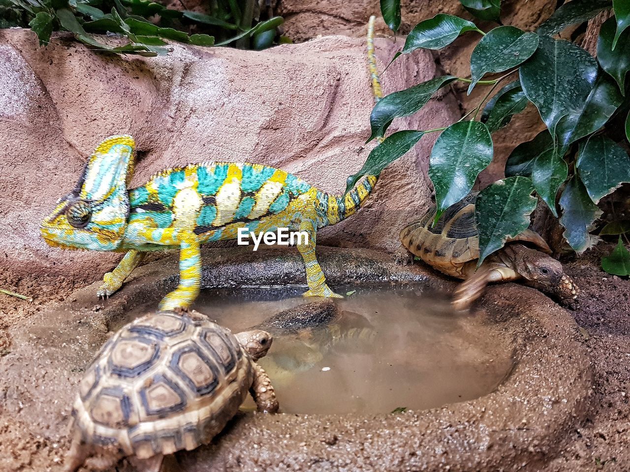 View of lizard on rock