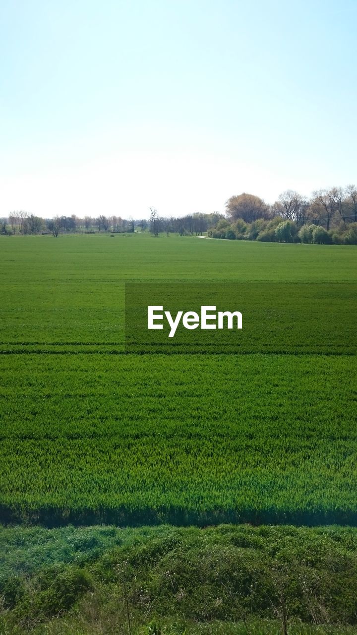 Scenic view of grassy field against clear sky