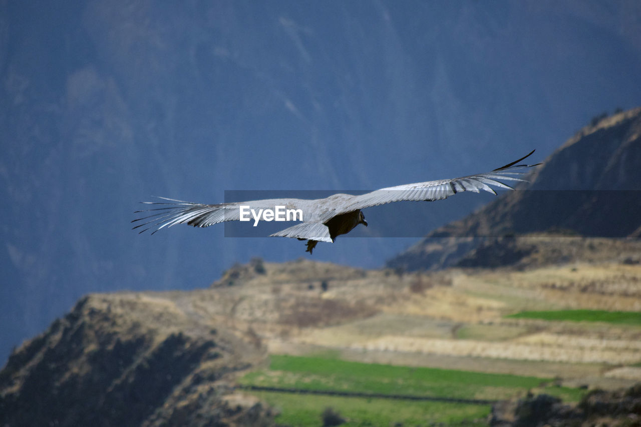 Close-up of a condor flying over the fields