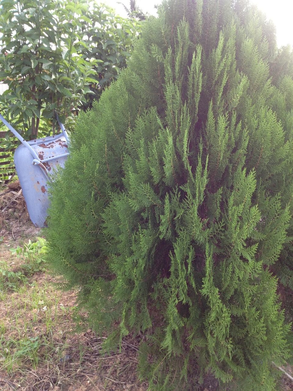 TREES GROWING IN PARK