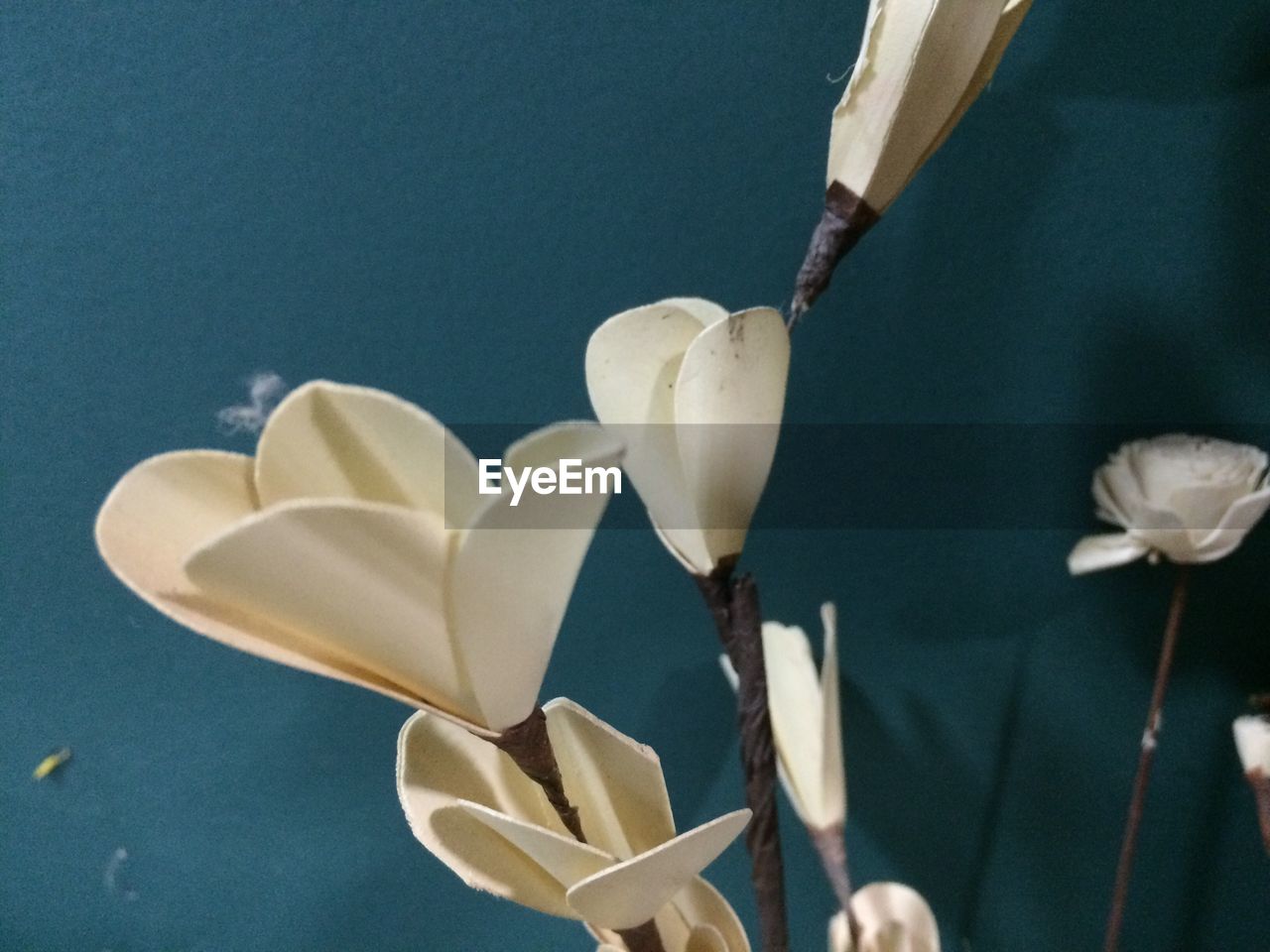 CLOSE-UP OF WHITE FLOWER