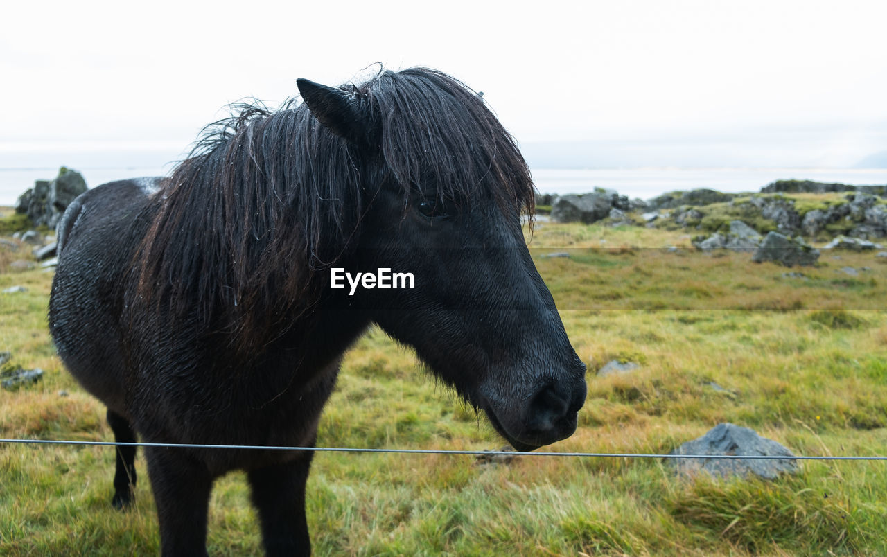 Close-up of a black icelandic horse on field in the eastern coast of iceland 