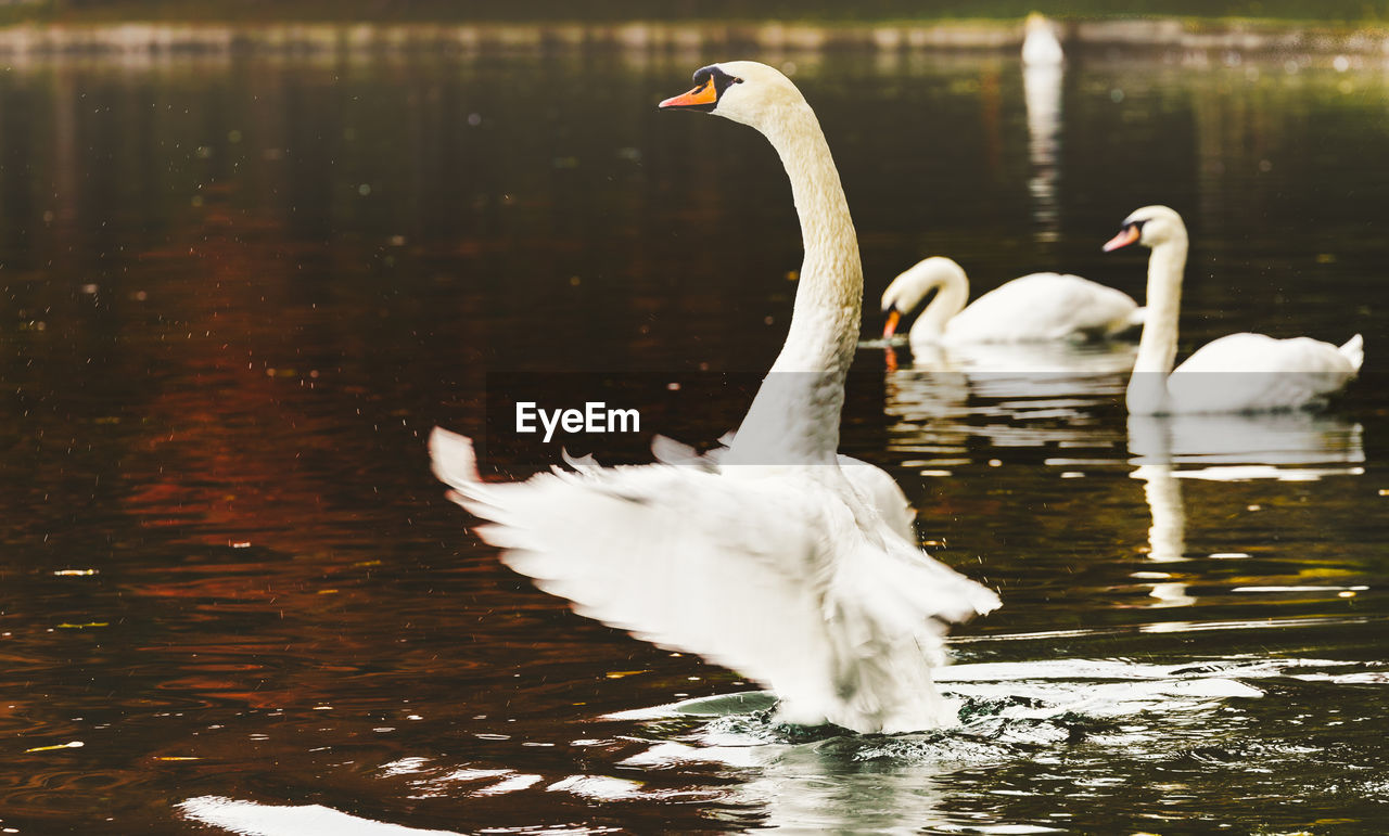 WHITE SWAN SWIMMING IN LAKE