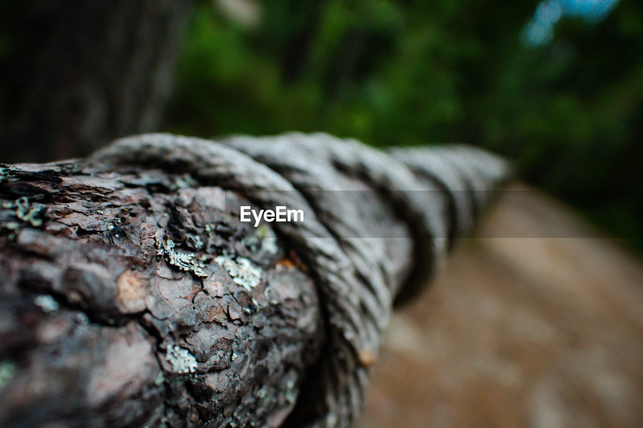 CLOSE-UP OF WOOD ON ROCK