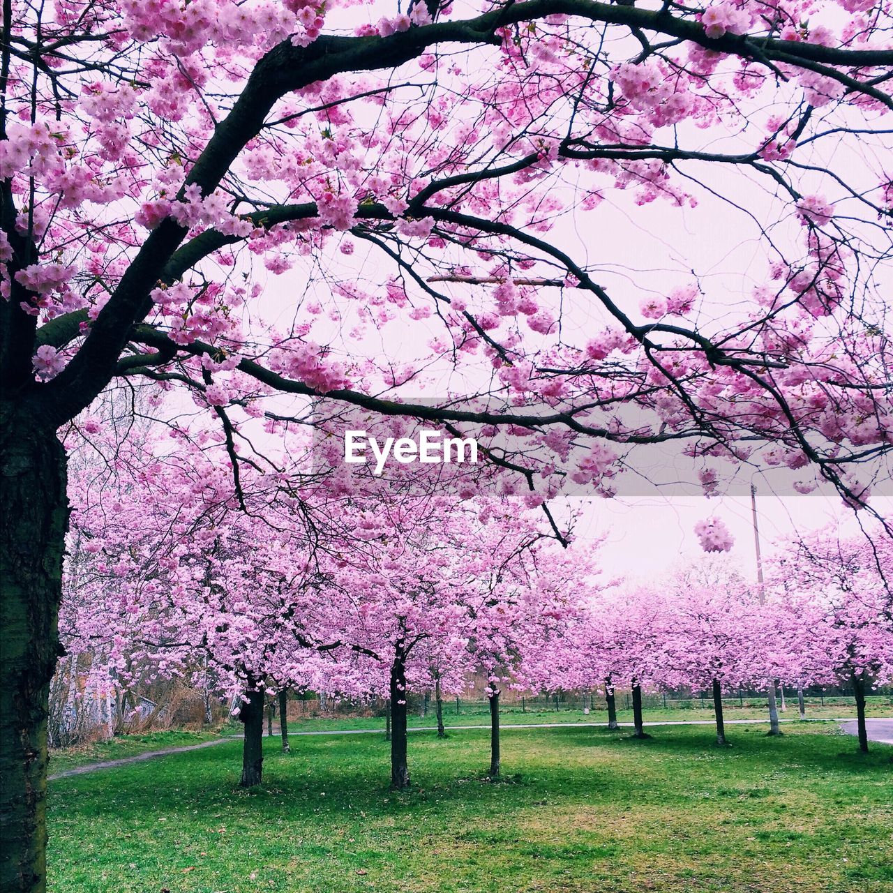 PINK FLOWERS IN PARK