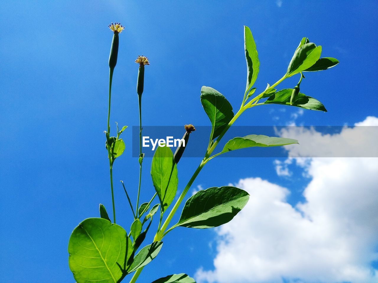 Low angle view of plant against blue sky