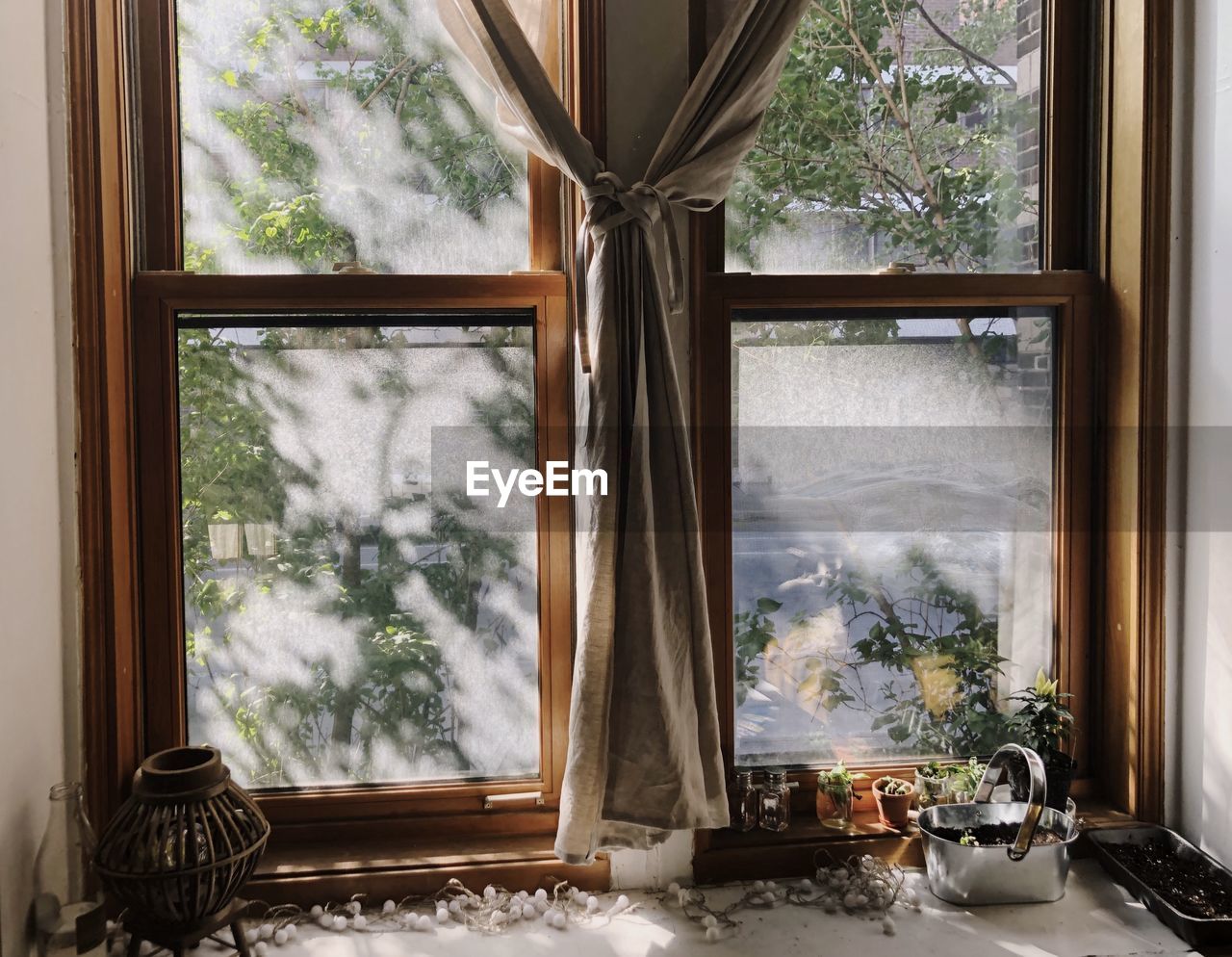 Trees seen through glass window
