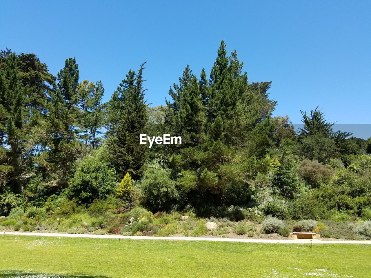 TREES ON GRASSY FIELD AGAINST BLUE SKY