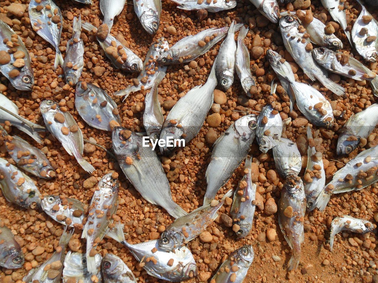 High angle view of fishes at beach