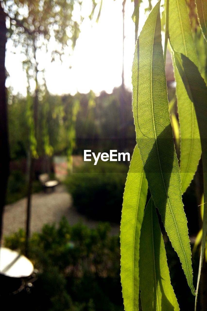 Close-up of leaves on sunny day