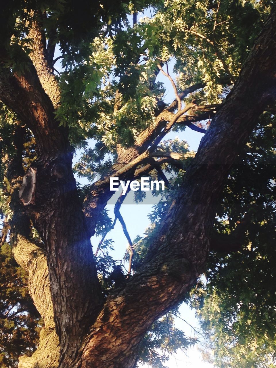 LOW ANGLE VIEW OF TREES