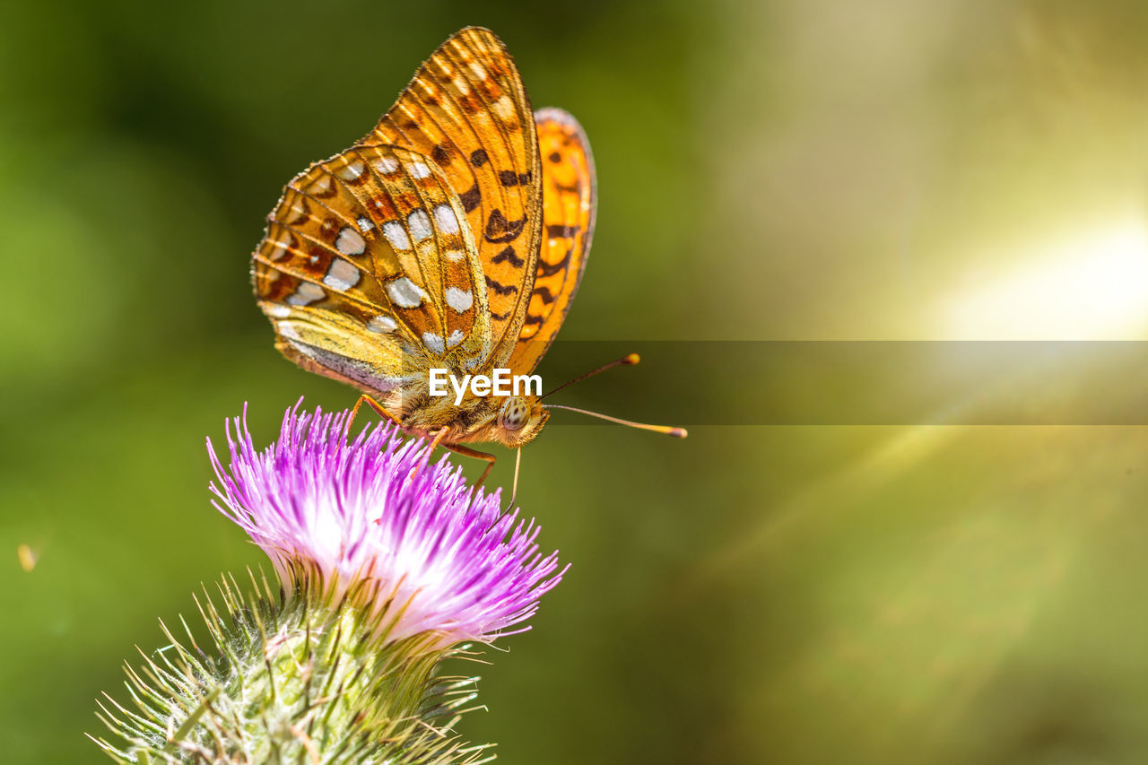 BUTTERFLY ON PURPLE FLOWER