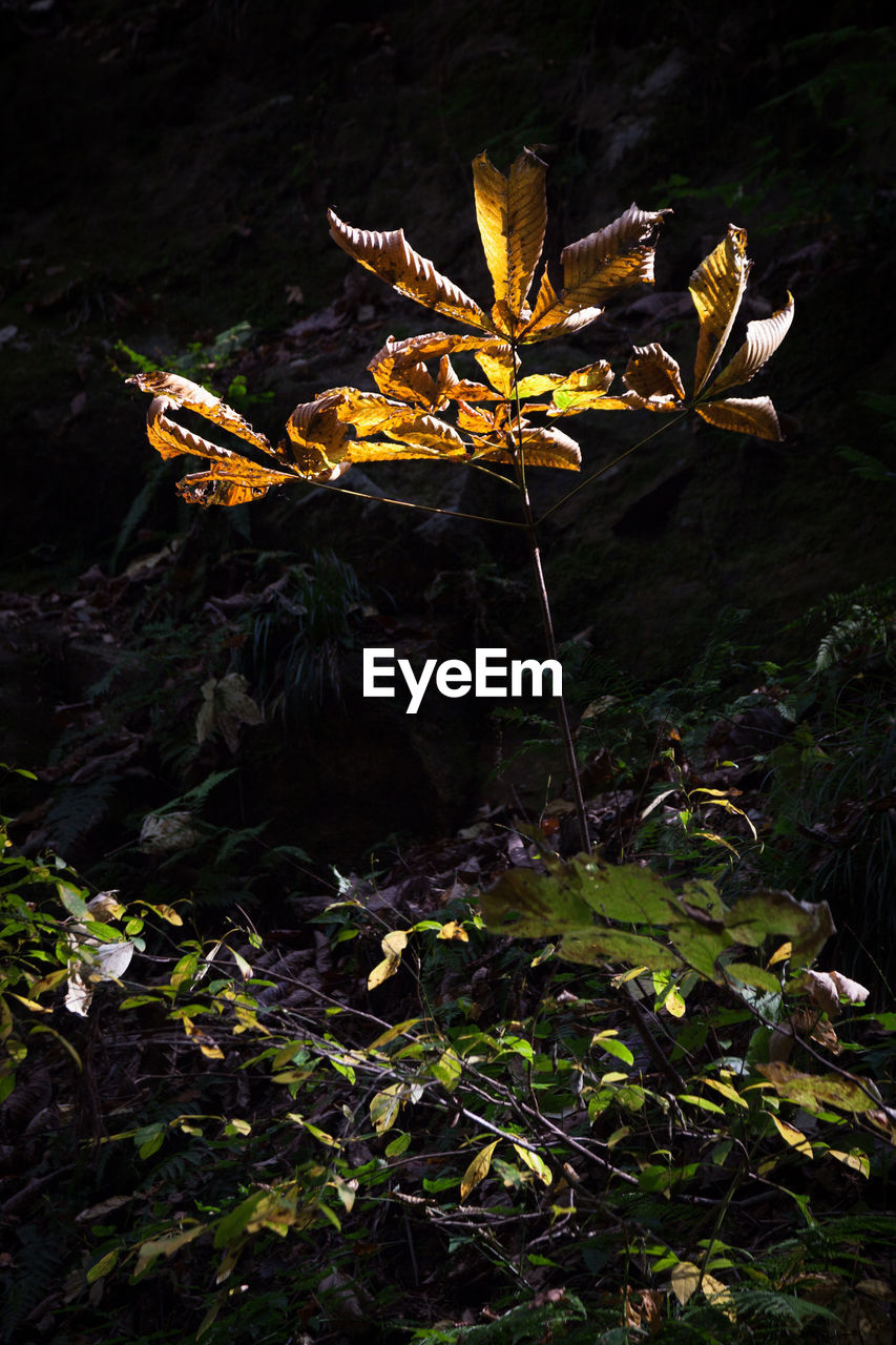 Plants growing in forest during autumn