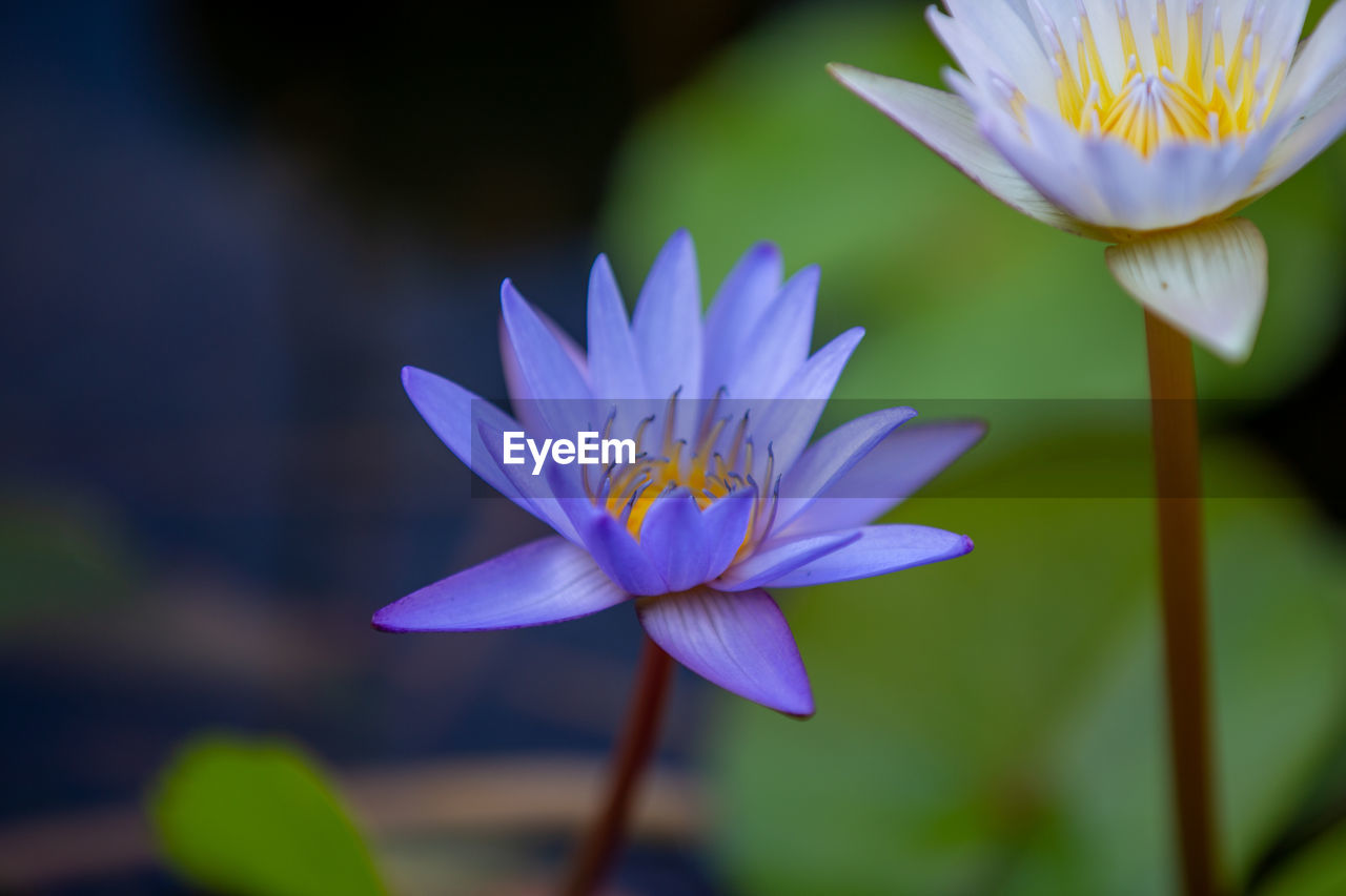 CLOSE-UP OF PURPLE WATER LILY