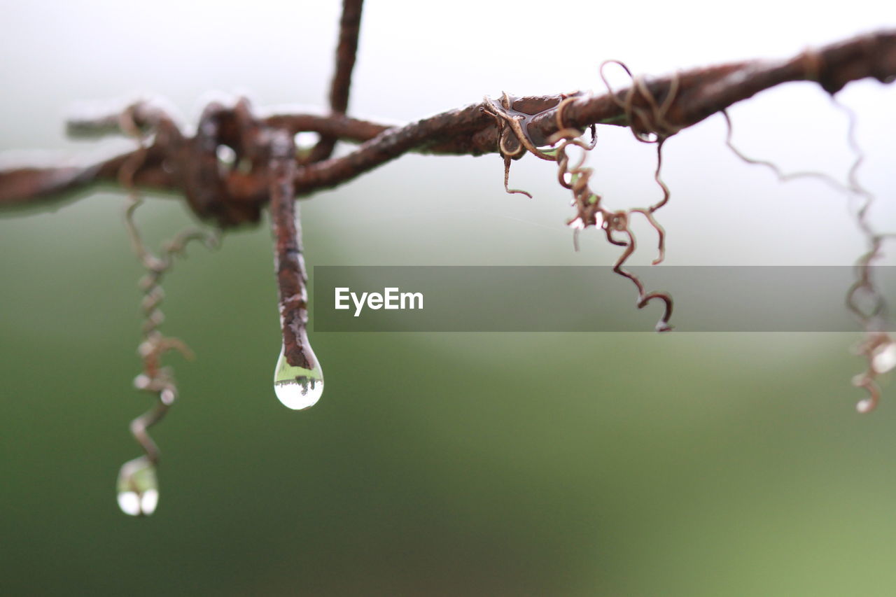 CLOSE-UP OF WATER DROPS ON PLANT