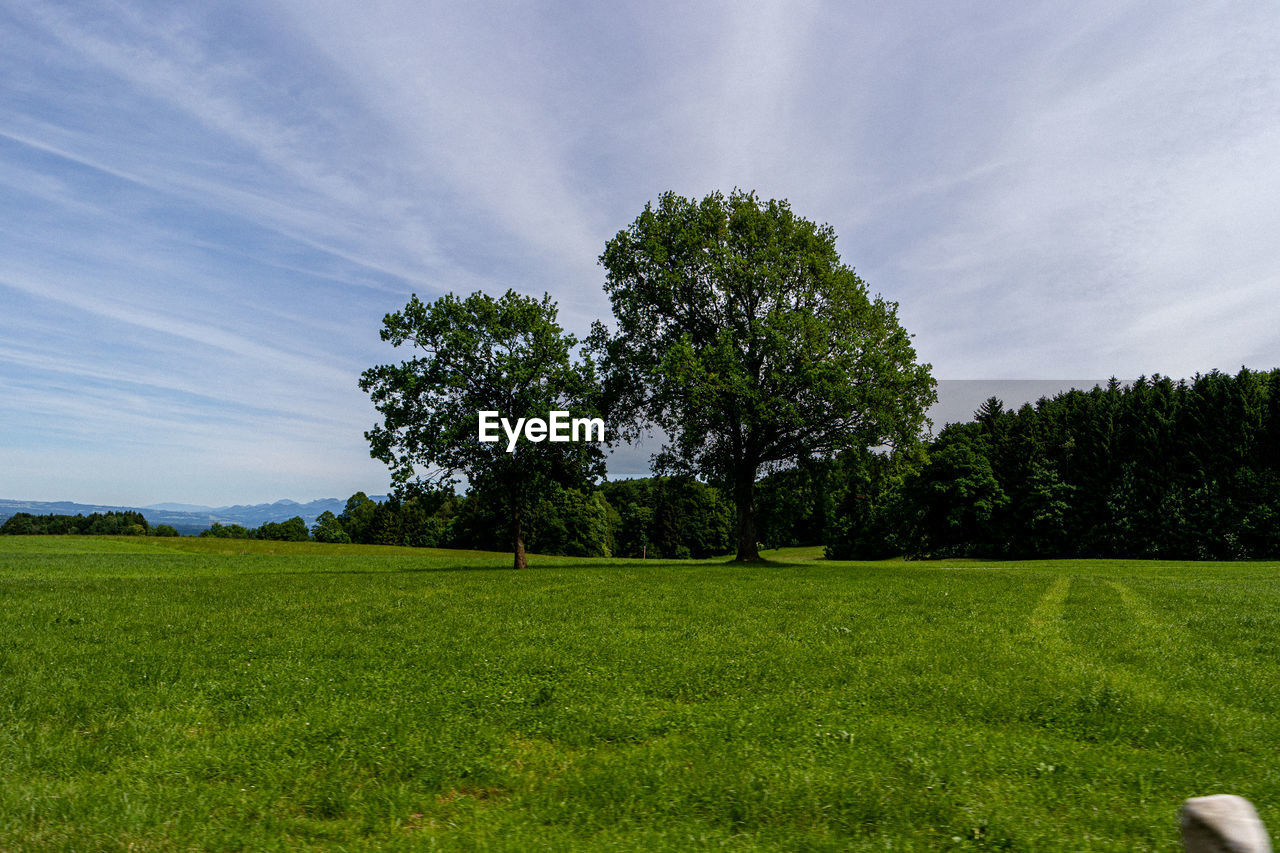 Scenic view of trees on field against sky