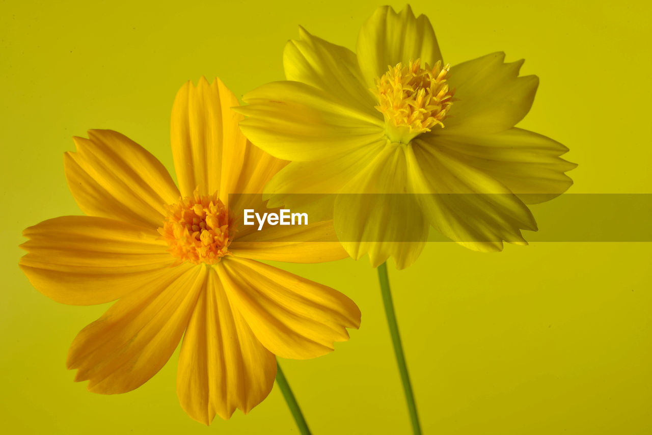 Two shades of yellow cosmos flower on a yellow background. wall art.