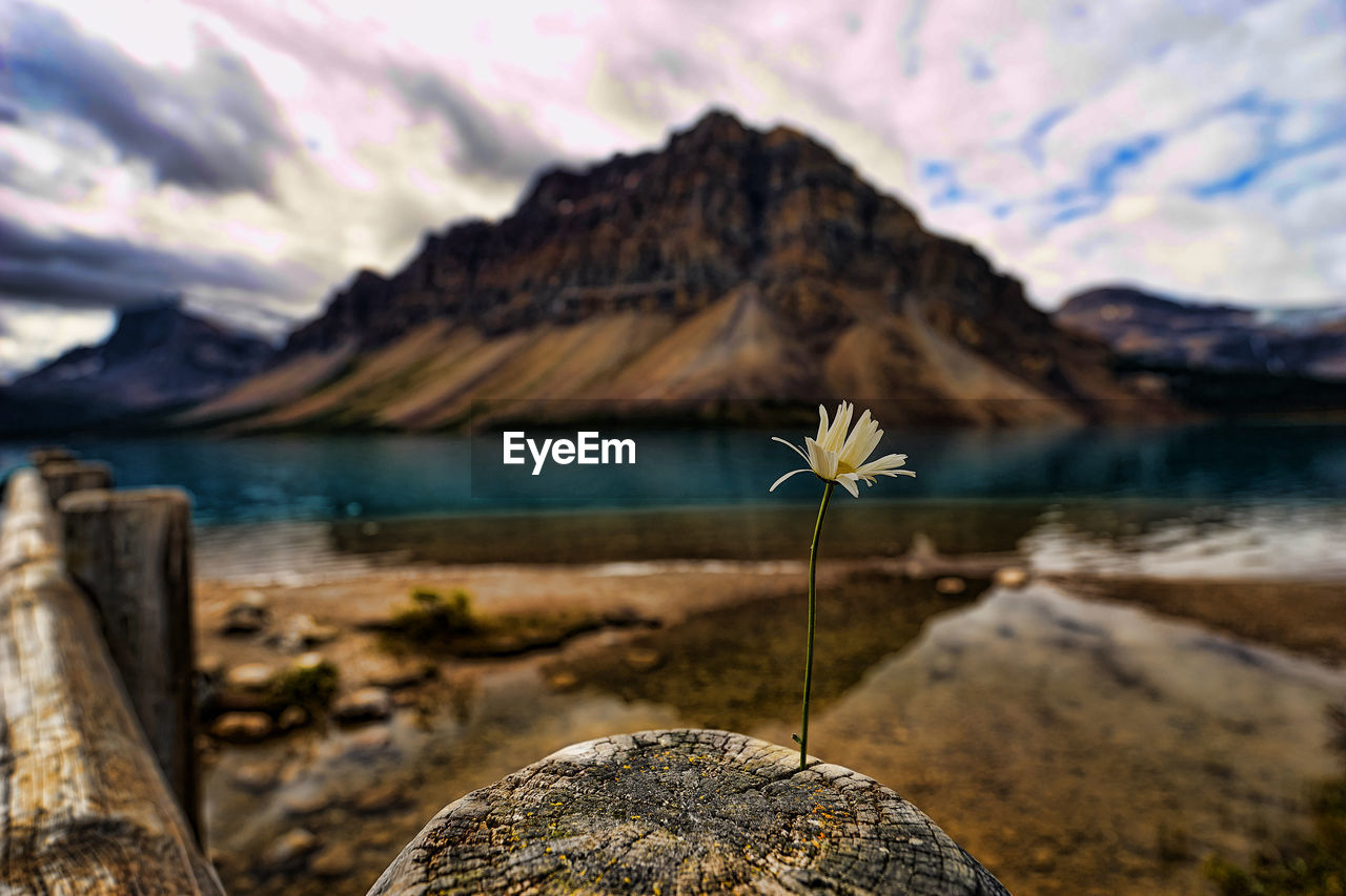 Close-up of flower on beach against sky