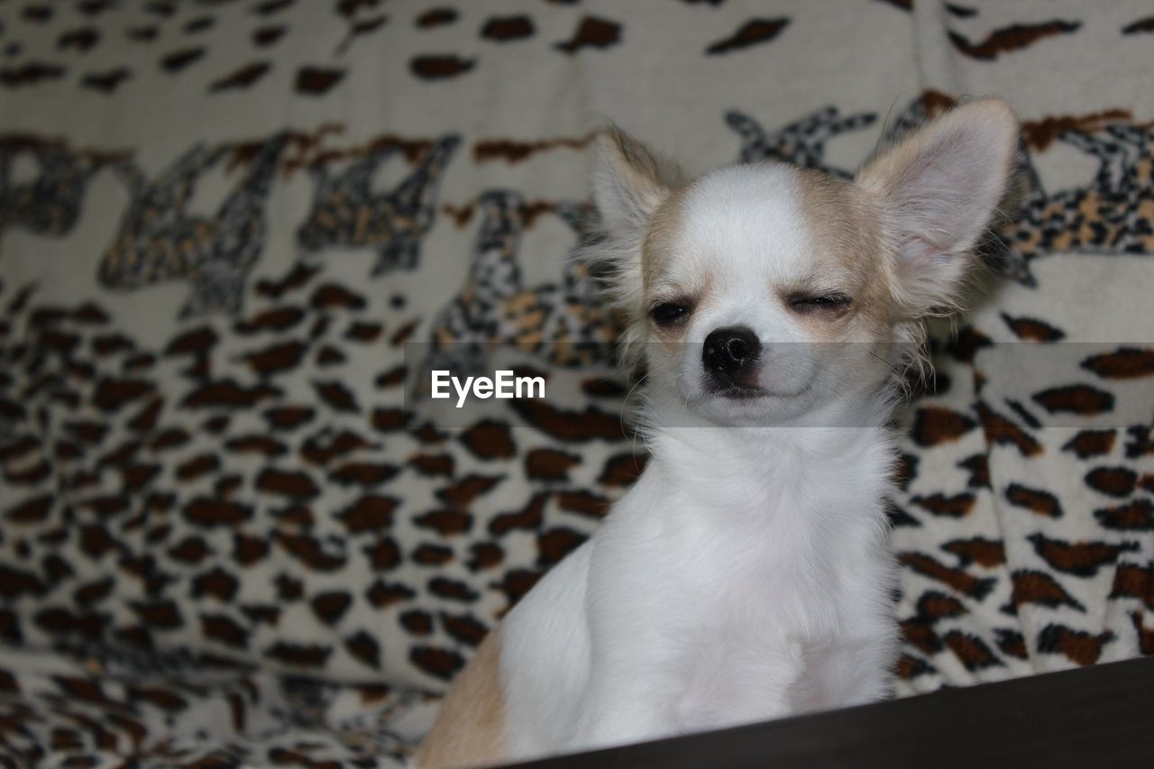 CLOSE-UP PORTRAIT OF CHIHUAHUA AT HOME